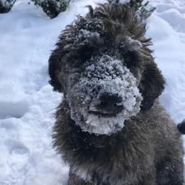 Aussiedoodles and Australian Shepherds from Queen Bee Aussies
