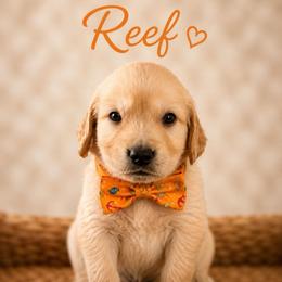 Reef - Light golden male Golden Retriever puppy in San Bernardino, California from Thegoldendreams1