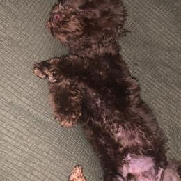 Golden Retriever and Poodle All Grown Up from Meagan Nielson’s Precious Pups