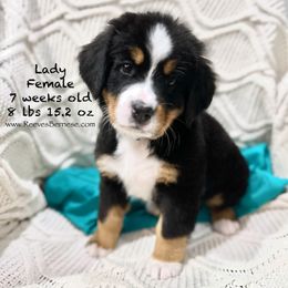 Lady - Teal - Black rust and white Bernese Mountain Dog puppy in Lehi, Utah from Reeves Bernese