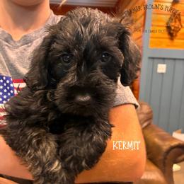 Kermit - Black male Schnoodle puppy in Sedalia, Missouri from Farmer Brown's Puppies