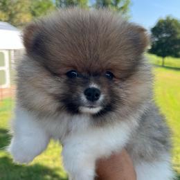 Kip - Orange parti male Pomeranian puppy in Jefferson City, Missouri from MJ’s Pomeranians