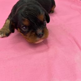 Candy - Black and tan female Cavalier King Charles Spaniel puppy in Burke, New York from Patti’s Puppies