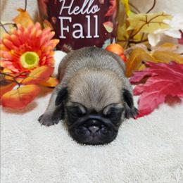 Fawn Boy - Fawn male Pug puppy in Tulsa, Oklahoma from Locust Creek Pugs & Japanese Chin's