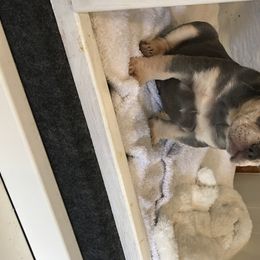 Michelangelo (mighty) - French Bulldog puppy in Fredericksburg, Texas from Frenchiebred