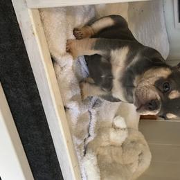 Michelangelo (mighty) - French Bulldog puppy in Fredericksburg, Texas from Frenchiebred