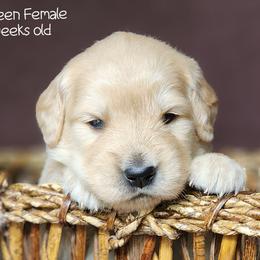 Golden Retriever and Samoyed Puppies from Snowshoe Samoyeds & Impact Golden Retrievers