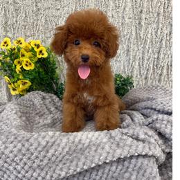 GiGI - Red  female Poodle puppy in Vilonia, Arkansas from Donna’s Pretty Poodles