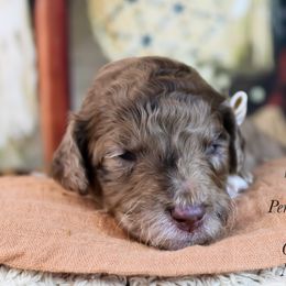 Periwinkle - Merle male Goldendoodle puppy in Plattsburgh, New York from Adirondack Poodles Goldendoodles,Bernedoodles & Schnoodles