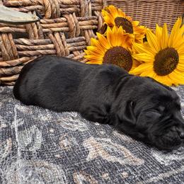 Green Collar - Black female Labrador Retriever puppy in Longview, Washington from Northwest Cairn Terriers