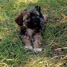 Rosie - Brindle female Shih Tzu puppy in Grand Prairie, Texas from R&R Shih-Tzus & Stud Services