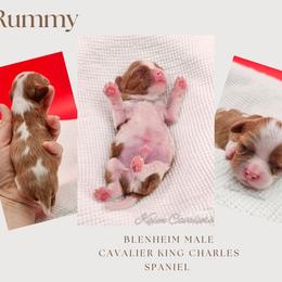 Rummy - Blenheim male Cavalier King Charles Spaniel puppy in Tyler, Texas from Kalon Cavaliers