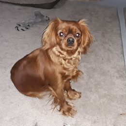 Ellie - Cavalier King Charles Spaniel