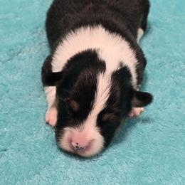 VERONICA fluffy tail docked - Black and tan female American Corgi puppy in Walker, Iowa from Double K Corgis
