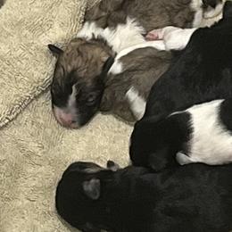 Maltipoos from ELIZABETH VENDLEY