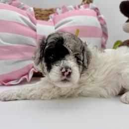 Pepper Spice Girl (YELLOW Girl) - Merle female Goldendoodle puppy in Highland, Utah from Angel Pups Deluxe