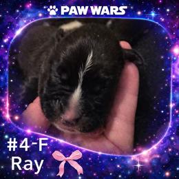 Ray - Brindle female Boxer puppy in Ocala, Florida from Bowers Boxers