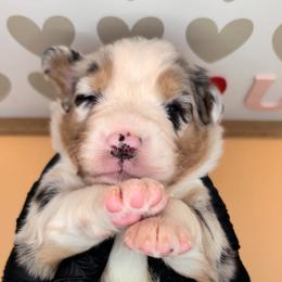 Quinn4Boy1- BMM,NBT,AKC,OFAs,Genetics - Blue merle male Australian Shepherd puppy in South Hill, Virginia from Silverside Aussies LLC