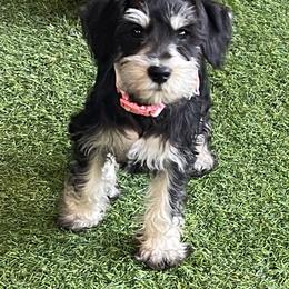 Chloe - Miniature Schnauzer