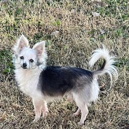 Paco - Chihuahua