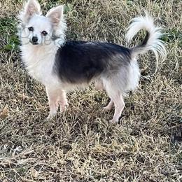 Paco - Chihuahua