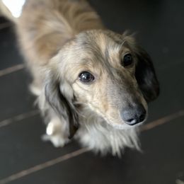 Dachshund All Grown Up from Fitzpatrick's Irish Cream Doxies