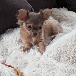Chihuahua Puppies from ChibiChi