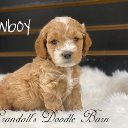 Cockapoo Puppies from Crandall’s Doodle Barn