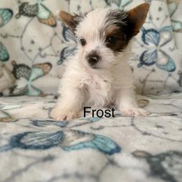 Frost - Parti male Yorkshire Terrier puppy in Clarksburg, Indiana from Hidden Gems Parti Yorkies