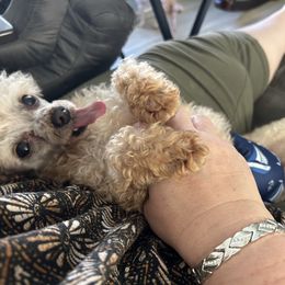 Grizzy - Apricot male Poodle puppy in Mineral Wells, Texas from S.H.A.R.P.’s Toy Poodles