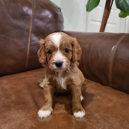 Duke - Red Cavapoo puppy in Atmore, Alabama from Gulf Coast Puppies