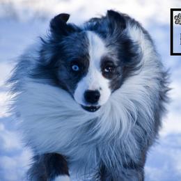 Miniature Australian Shepherd All Grown Up from Rustic Original Aussies