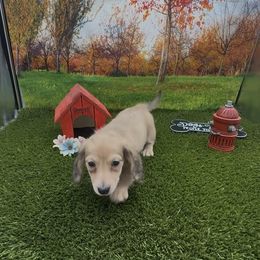 Shaded Cream Longhair Male - Cream male Dachshund puppy in Killeen, Texas from Southern Dachshunds