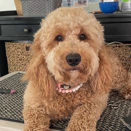 Honey - Goldendoodle