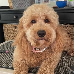 Honey - Goldendoodle