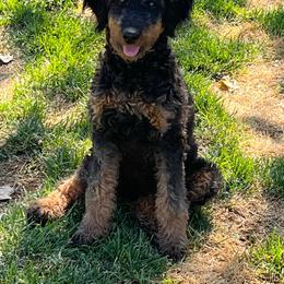 Romeo - Tri-color male Bernedoodle puppy in Caldwell, Idaho from Treasure Valley Poodles