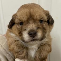 Zippy - Fawn male Havanese puppy in Lancaster, South Carolina from 3 Bs Havanese-PUPPIES with  PURPOSE