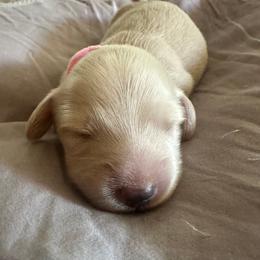 Light pink cream female - Cream female Dachshund puppy in Trade, Tennessee from TN Miniature Dachshunds & Basset Hounds