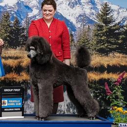Poodles from Bardsong Standard Poodles