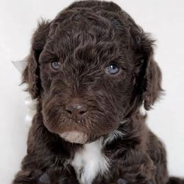 Girl 6 - Poodle puppy in Stuart, Florida from AKC/Excellent + Good OFA Sweet Delightful Poodles