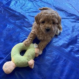 Poodle Puppies from LittleBear Poodles