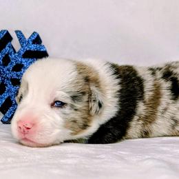 Charlie Brown - Blue merle and white male American Corgi puppy in Clarksville, Tennessee from Cold Creek Family Farm LLC