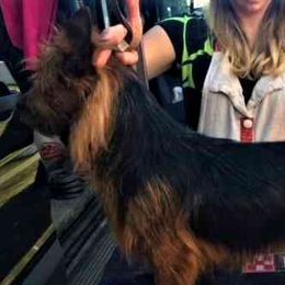 Henry - Australian Terrier