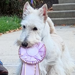 Lars - Scottish Terrier