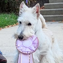 Lars - Scottish Terrier