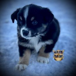 Oklahoma - Black tri-color female Australian Shepherd puppy in El Dorado Springs, Missouri from HP Aussie Kennels