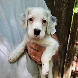 Boy 1 Blue - Blue belton male Llewellin Setter puppy in North Dinwiddie, Virginia from Pups Furever