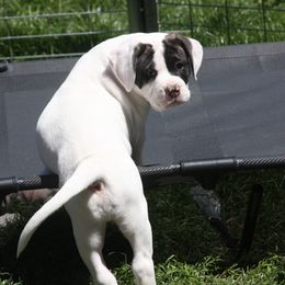 American Bulldog Puppies from Ferocia Kennels