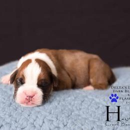 Boxer Puppies from Hawk Creek Boxers