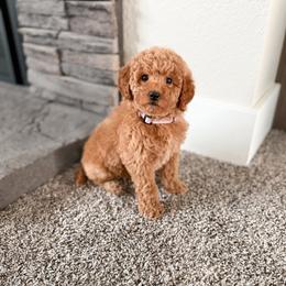 Honey - Apricot female Goldendoodle puppy in Billings, Montana from Montana Raised Doodles
